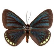 The Toxea butterfly